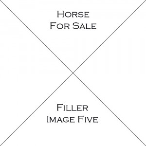 Horse Five For Sale