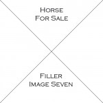 Horse Seven For Sale