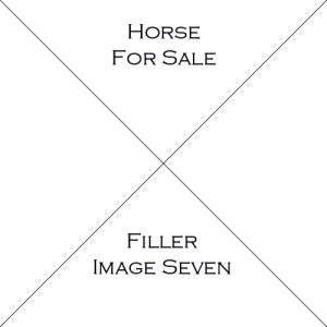Horse Seven For Sale