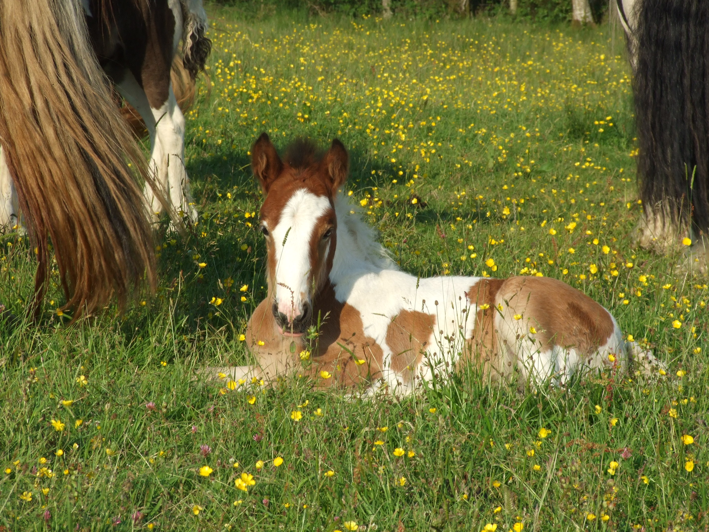 Colt Foal 2010