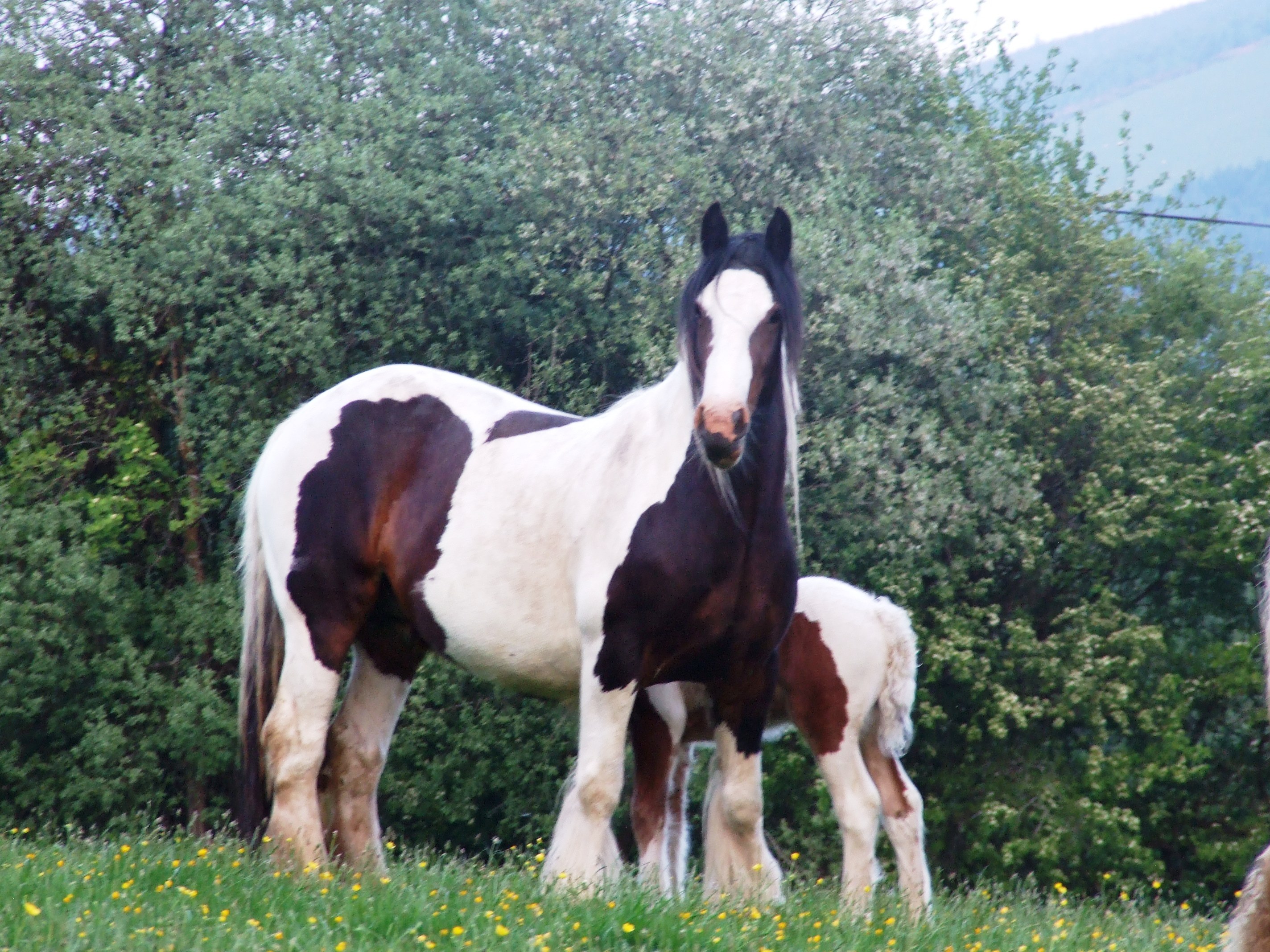 Gypsy Rose and Alfie