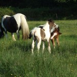 Alfie & Lucky