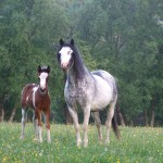 Doey & Splash