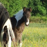 Queenie and Lady 2010 filly foal