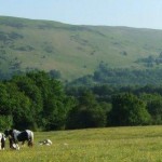 The Horses